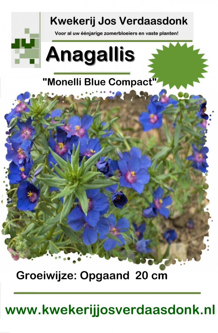 anagallis monelli blue compact